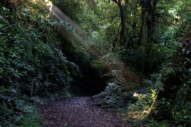 natural-history-of-the-cloud-forest
