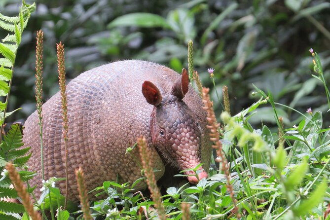 natural-history-walking-tour-in-monteverde-cloud-forest-reserve