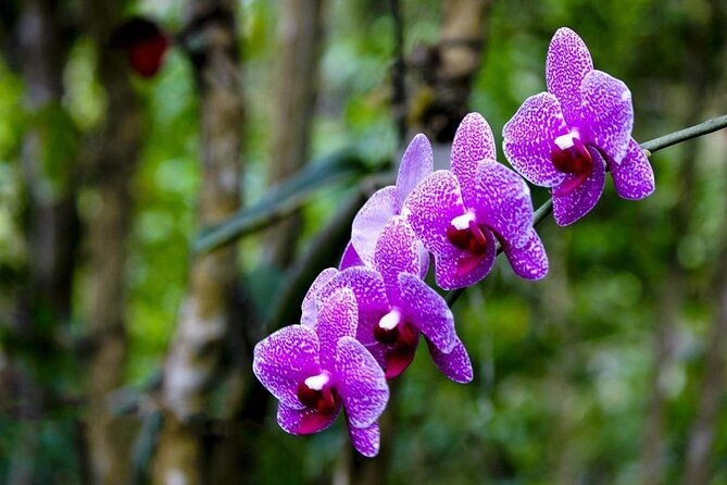 nature-and-sightseeing-tour-at-phantasea-tropical-botanical-garden