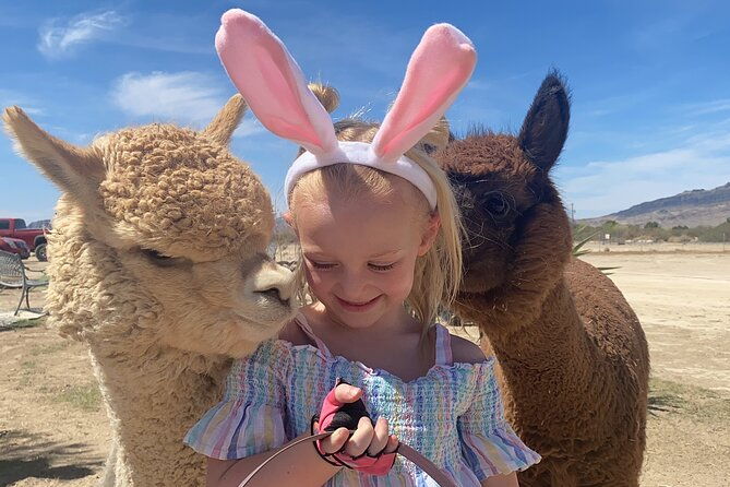 nature-health-farms-petting-zoo-alpaca-farm-pahrump-death-valley-2