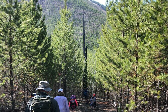 nature-walk-in-glacier-national-park