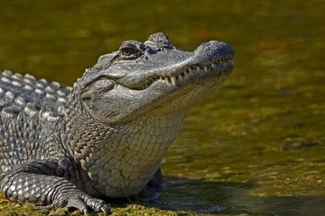 nawlins-luxury-pontoon-boat-swamp-tour-with-transportation