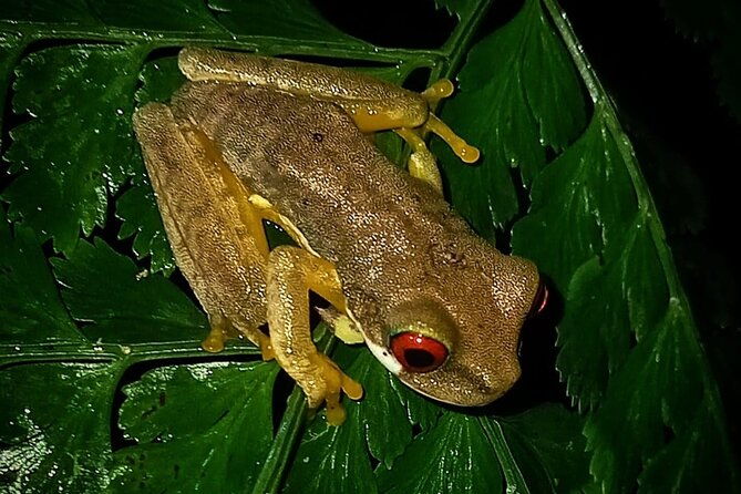 night-hike-wildlife-observation-in-santa-elena-monteverde