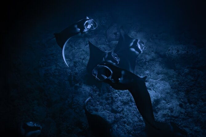 night-manta-ray-snorkel-with-videos