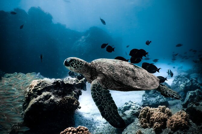 night-time-snorkel-at-turtletown-with-stars-lights-and-photos