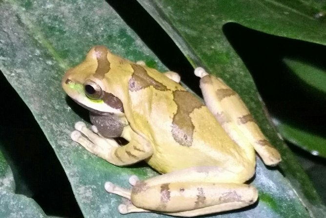 night-tour-in-monteverde