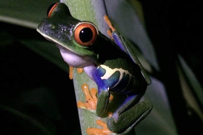 night-tour-manuel-antonio-or-monteverde