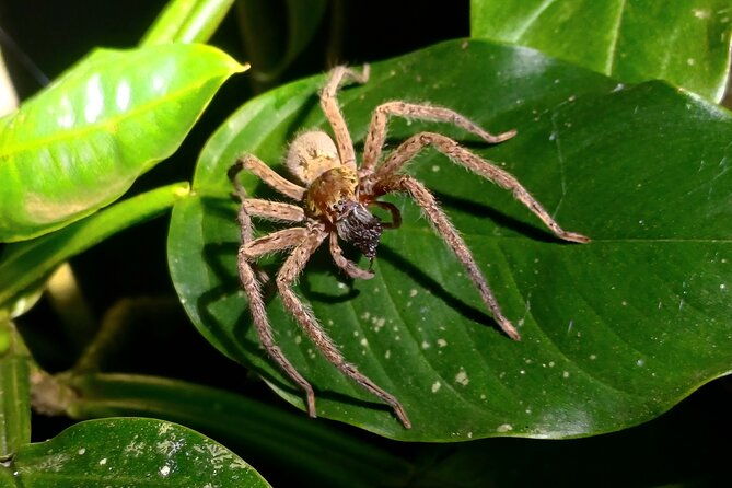 night-tour-tukas-night-walks-monteverde