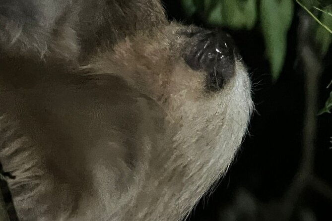 night-walk-tour-monteverde