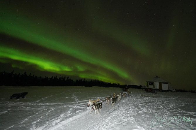 northern-lights-viewing-including-dinner-and-1-hour-dog-sledding