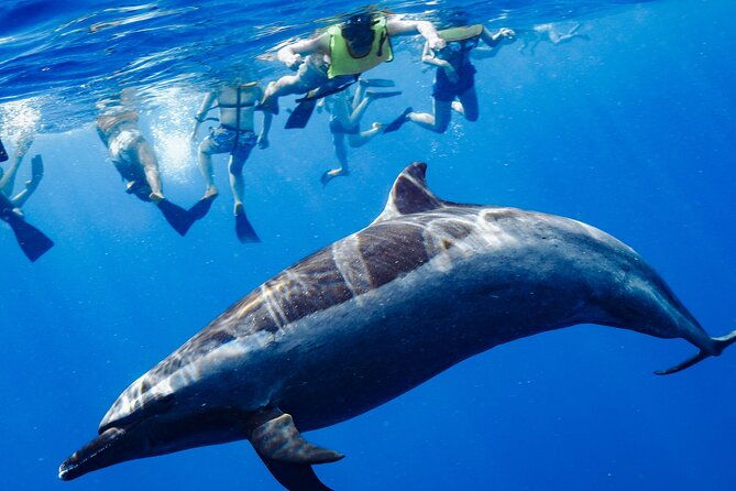 oahu-swimming-with-dolphins-speedboat-adventure