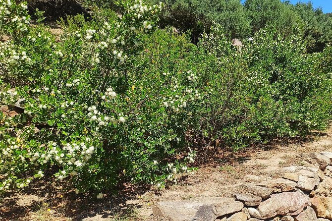 olbia-visit-a-myrtle-making-factory-with-tasting