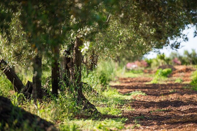 olive-harvesting-and-wine-and-oil-tasting-with-brunch-in-alcamo