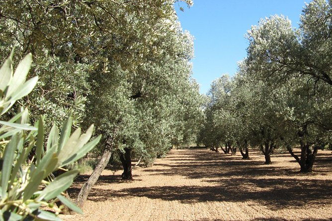 olive-oil-tour-and-visit-to-belchite-old-town-2