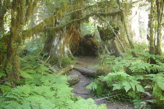 olympic-peninsula-and-forest-tour