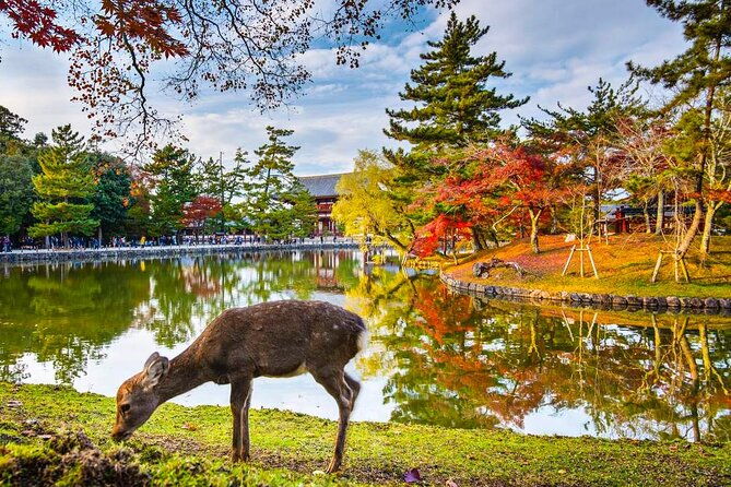 one-day-customized-self-guided-tour-in-nara