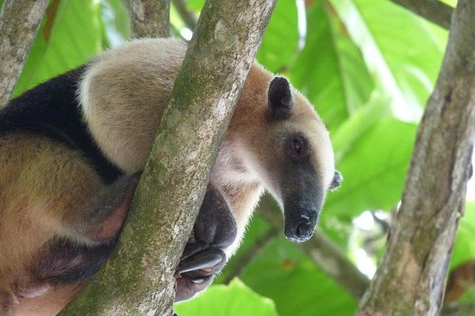 one-day-tour-to-corcovado-from-manuel-antonio