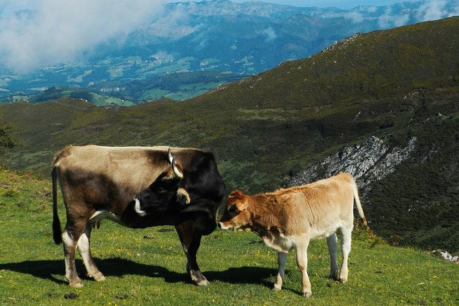 one-way-private-transfer-from-to-asturias-airport