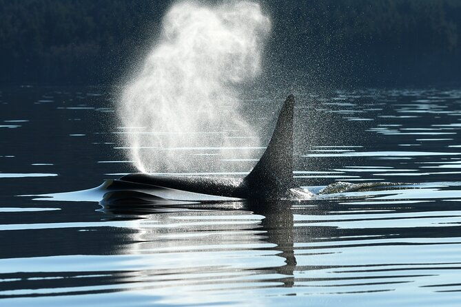 only-wildlife-and-whale-watching-tour-leaving-from-seattle