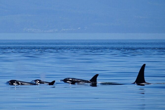 orca-whale-tour-near-seattle