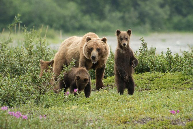 pack-creek-brown-bear-viewing-juneau