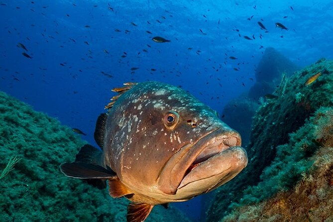 package-of-2-double-dives-in-the-capo-carbonara-marine-protected-area