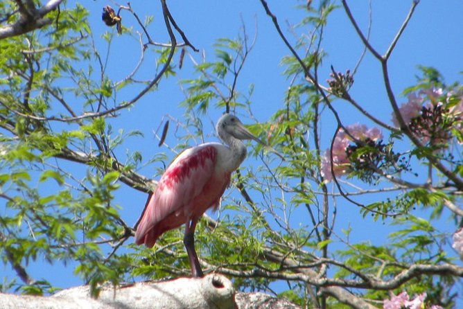 palo-verde-riverboat-tour
