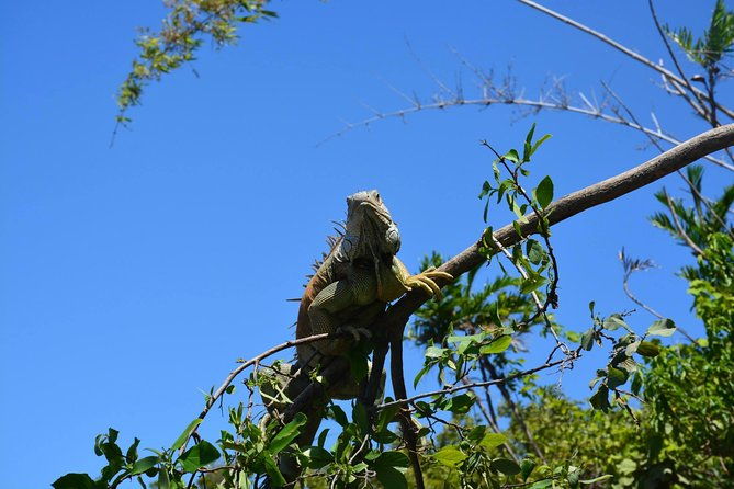palo-verde-wildlife-tour-from-playa-hermosa-coco-beach