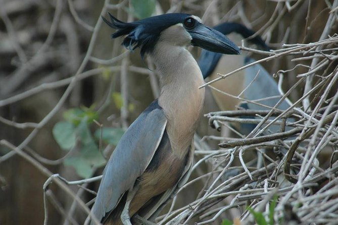palo-verde-wildlife-tour-from-tamarindo
