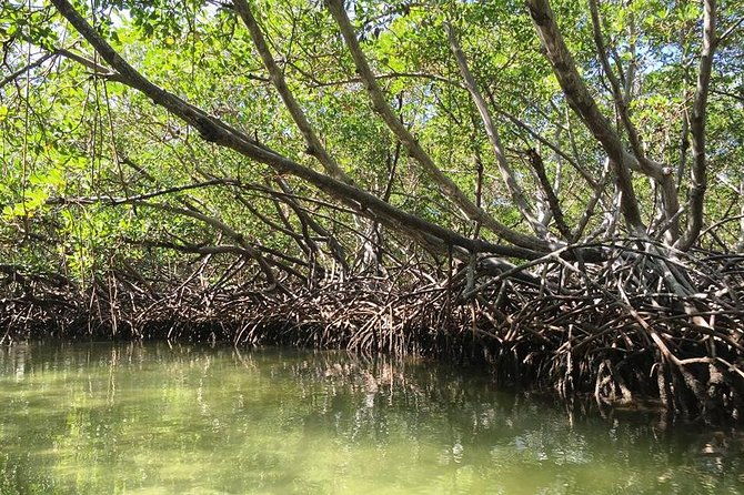 paradise-island-mangroves-tour