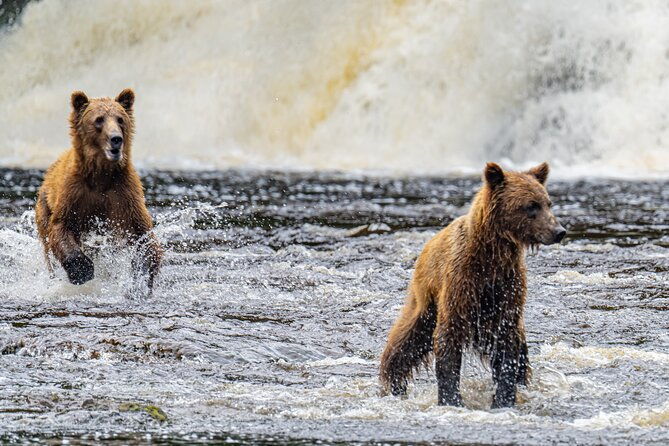 peak-season-bear-viewing-by-seaplane