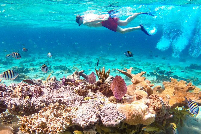pearl-island-bahamas-snorkeling-experience-and-lunch
