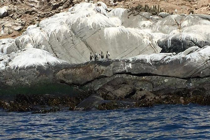 penguins-watching-navigation-cachagua-island-lunch-from-santiago