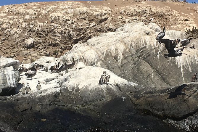 penguinssea-lionssand-boardingparagliding-chilean-food-drinks