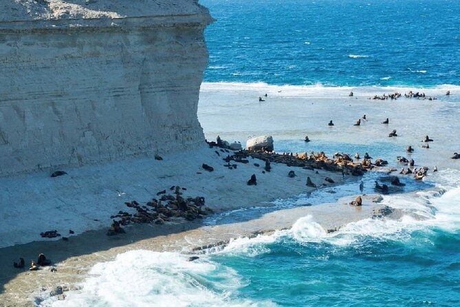 peninsula-valdes-early-booking-20-off-for-cruise-passengers