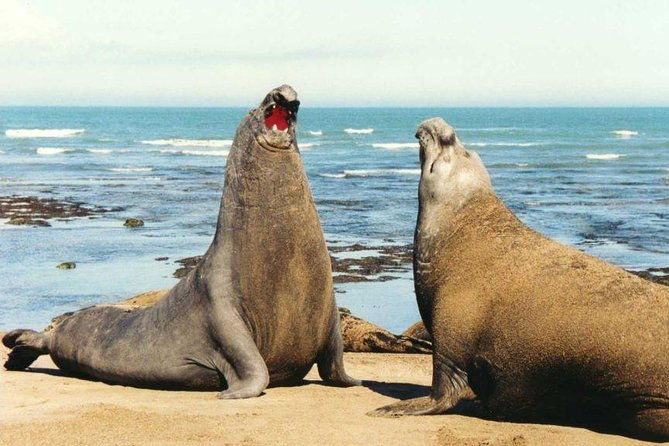 peninsula-valdes-full-daytour-or-shore-excursion