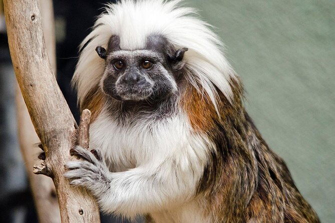 phoenix-zoo-admission-ticket-2