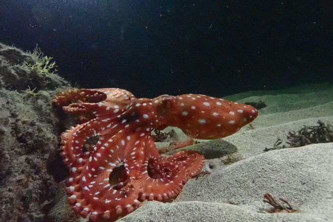 porto-santo-night-snorkeling-tour-2