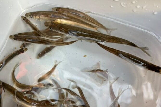 powder-belt-pass-5-days-ticketsmelt-ice-fishing-at-lake-kanayama