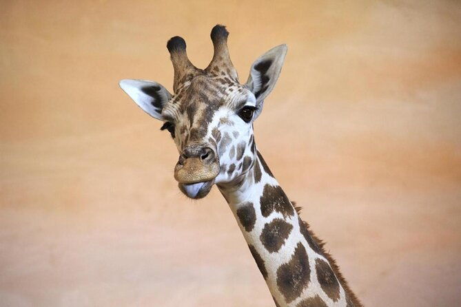 prague-zoo-admission-ticket-including-round-trip-transfer