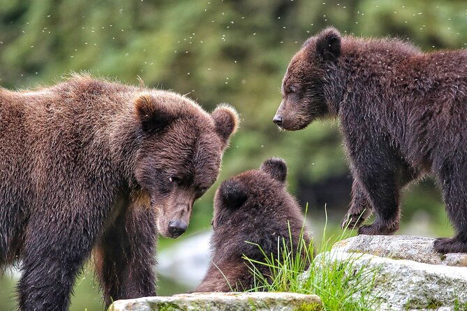 premier-whale-watching-and-wildlife-tour-2