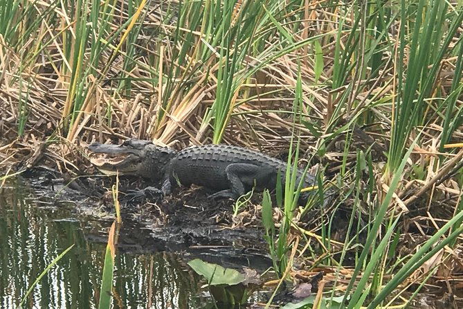 private-2-hour-airboat-tour-of-miami-everglades-2