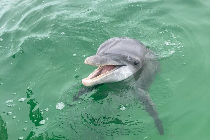 private-2-hour-dolphin-and-sightseeing-tour-2