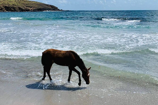 private-beach-horseback-ride-with-sandy-hoofs-st-lucia
