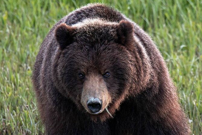 private-bear-viewing-by-seaplane