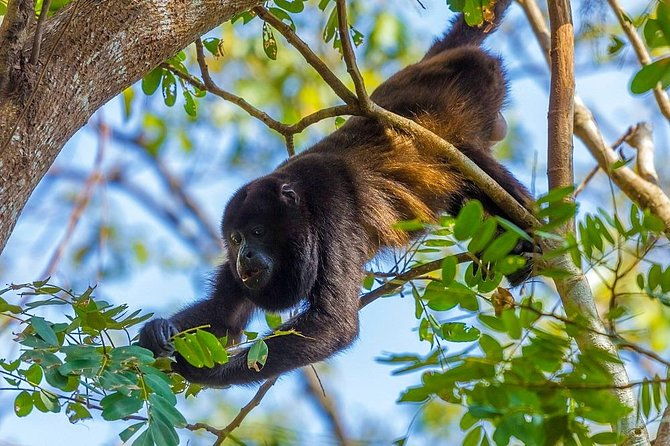 private-belize-cave-tubing-howler-monkey-sanctuary-combo-tour-with-lunch