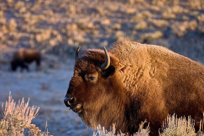private-bespoke-yellowstone-photography-safari-half-day