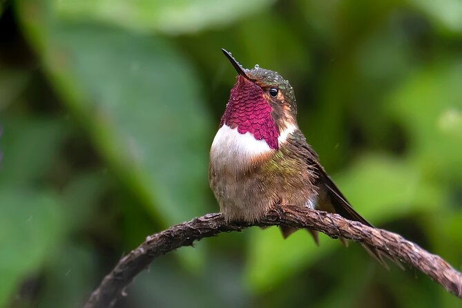 private-birdwatching-tour-and-photography