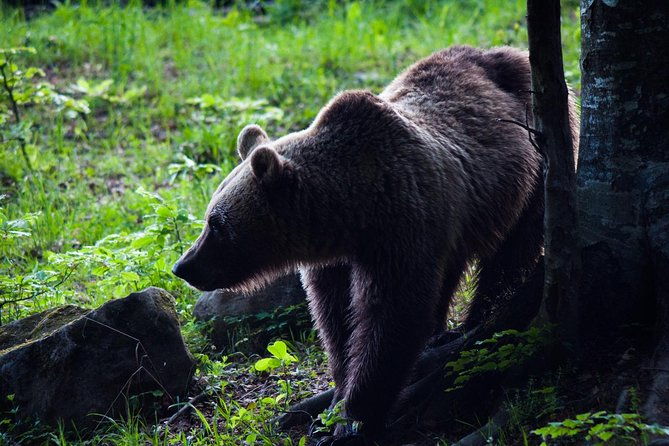private-brown-bear-watching-experience-near-odorheiu-secuiesc