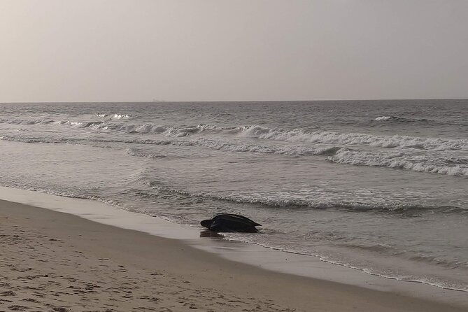private-camping-experience-kayaking-hiking-on-blanchisseuse-beach-trinidad